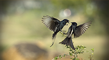 Love Is In The Air 呼死你软件短信